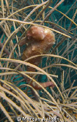 Seahorse off of Klein Bonaire. Taken with a Sea and Sea D... by Morgan Ashton 